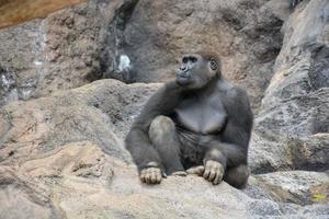 Gorilla im Zoo foto