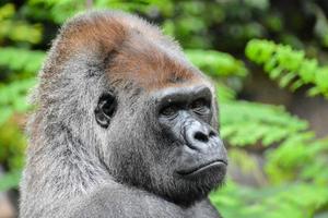 Gorilla im Zoo foto