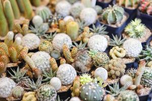 Kaktus Sorten sind dornig und schön beim das Zier Pflanze Geschäft foto