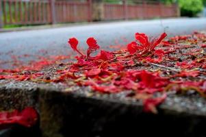 abstrakte Textur und Hintergrund der roten Blütenblumen, die auf den Betonboden fallen foto