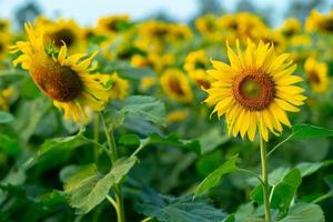 selektiver Fokus auf blühende Sonnenblumen im Plantagenfeld mit blauem Himmelhintergrund foto