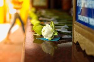 selektiver Fokus der faltenden Lotusblume am Tempel foto