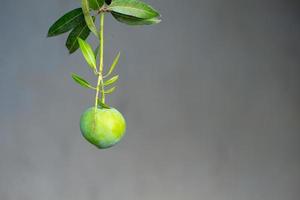 Nahaufnahme-Mango, die vom Zweig mit den grünen Blättern lokalisiert auf dem weißen Hintergrund hängt foto