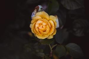 Gelb Rose auf ein Hintergrund von Grün Blätter im Nahansicht auf ein warm Sommer- Tag foto