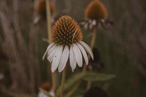 Sommer- Blume im das Garten auf ein Beige Hintergrund foto