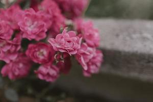 zart Rosa Rose gegen ein Hintergrund von Grün Blätter im ein Sommer- Garten foto