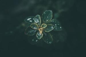 Regen Tropfen im Nahansicht auf das Blätter von das Pflanze foto