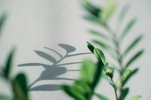 Schatten von Blumen Haus Pflanze auf Mauer Tapeten grau Hintergrund. gestalten, ard, abstrakt Konzept foto