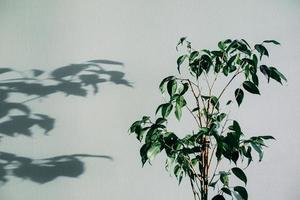 Schatten von Blumen Haus Pflanze auf Mauer Tapeten grau Hintergrund. gestalten, ard, abstrakt Konzept foto