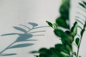 Schatten von Blumen Haus Pflanze auf Mauer Tapeten grau Hintergrund. gestalten, ard, abstrakt Konzept foto