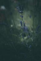 Lavendel Blumen im das Garten auf Grün Hintergrund foto