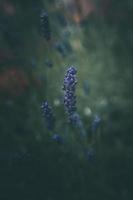 Lavendel Blumen im das Garten auf Grün Hintergrund foto