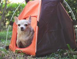 brauner Chihuahua-Hund mit kurzen Haaren, der im orangefarbenen Campingzelt im Freien sitzt. Haustierreisekonzept. foto