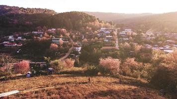 Landschaft von schön wild Himalaya Kirsche Blühen Rosa Prunus Cerasoides Blumen beim phu lom siehe da loei und phitsanulok von Thailand foto