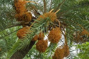 roh Bündel von Datum Palme hängend auf das Baum. foto