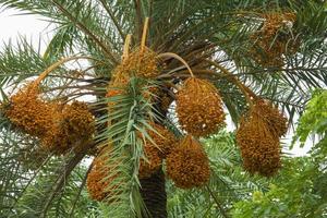 roh Bündel von Datum Palme hängend auf das Baum. foto