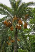 roh Bündel von Datum Palme hängend auf das Baum. foto