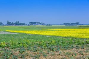 Senf Blume Feld ist voll Blühen. foto