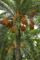 roh Bündel von Datum Palme hängend auf das Baum. foto