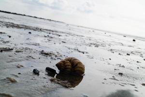 Sie können finden das Gelb Spannbälle von das Wellhornschnecken beim das Strand von blavand foto