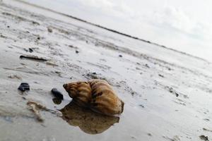 Sie können finden das Gelb Spannbälle von das Wellhornschnecken beim das Strand von blavand foto