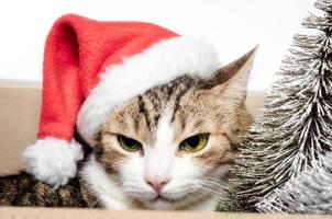 verrückte Katze in einer Weihnachtsmütze