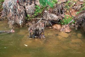 Der Affe geht auf dem Felsen am Reservoir spazieren. foto