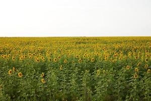 Sonnenblume Feld Natur landwirtschaftlich Feld Nein Menschen unverändert foto