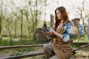 Frau sieht aus beim das Hähnchen sie hält im ihr Hände auf das Bauernhof, Bauernhof Arbeit zum erziehen gesund Vögel und Fütterung Sie organisch Essen im Natur foto