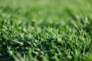 frisch Blätter von jung Grün Rasen Gras Nahaufnahme, Kleeblatt und Mikro Kleeblatt Sprossen zum Landschaft Design und Garten Landschaftsbau. Ökologie und Pflege zum Natur wie ein Weg von Leben foto