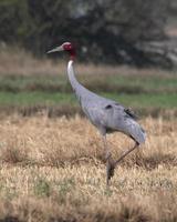 sarus Kran oder Antigone Antigone beobachtete in der Nähe von nalsarovar im Gujarat, Indien foto