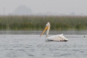 Dalmatiner Pelikan oder Pelecanus knusprig, beobachtete im nalsarovar im Gujarat, Indien foto