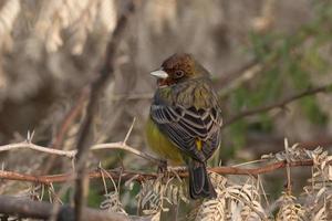 rothaarig Ammer oder Emberiza brunizeps beobachtete in der Nähe von nalsarovar im Gujarat foto