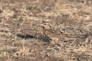 Sykes Lerche oder Galerie deva beobachtete im größer rann von kutch im Gujarat Indien foto