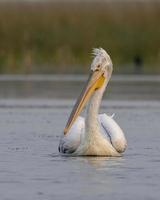 Dalmatiner Pelikan oder Pelecanus knusprig, beobachtete im nalsarovar im Gujarat, Indien foto