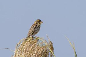 gestreift Weber oder Ortus vielar beobachtete im größer rann von kutch im Gujarat foto