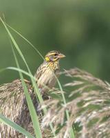 gestreift Weber oder Ortus vielar beobachtete im größer rann von kutch im Gujarat foto