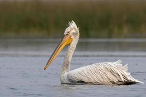 Dalmatiner Pelikan oder Pelecanus knusprig, beobachtete im nalsarovar im Gujarat, Indien foto