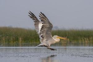 Dalmatiner Pelikan oder Pelecanus knusprig, beobachtete im nalsarovar im Gujarat, Indien foto