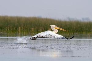 Dalmatiner Pelikan oder Pelecanus knusprig, beobachtete im nalsarovar im Gujarat, Indien foto