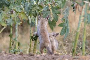 Welpen von Bengalen Fuchs oder Vulpes Bengalensis beobachtete in der Nähe von nalsarovar im Gujarat foto