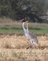 sarus Kran oder Antigone Antigone beobachtete in der Nähe von nalsarovar im Gujarat, Indien foto