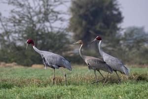 sarus Kran oder Antigone Antigone beobachtete in der Nähe von nalsarovar im Gujarat, Indien foto