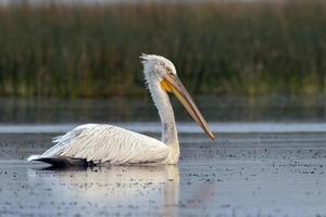 Dalmatiner Pelikan oder Pelecanus knusprig, beobachtete im nalsarovar im Gujarat, Indien foto