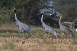 sarus Kran oder Antigone Antigone beobachtete in der Nähe von nalsarovar im Gujarat, Indien foto