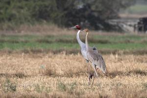 sarus Kran oder Antigone Antigone beobachtete in der Nähe von nalsarovar im Gujarat, Indien foto