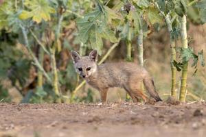 Welpen von Bengalen Fuchs oder Vulpes Bengalensis beobachtete in der Nähe von nalsarovar im Gujarat foto