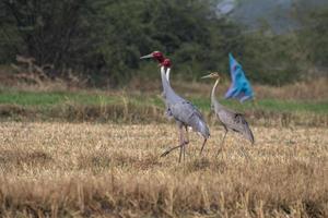 sarus Kran oder Antigone Antigone beobachtete in der Nähe von nalsarovar im Gujarat, Indien foto