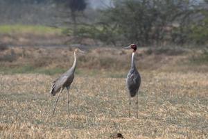 sarus Kran oder Antigone Antigone beobachtete in der Nähe von nalsarovar im Gujarat, Indien foto