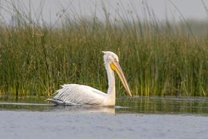 Dalmatiner Pelikan oder Pelecanus knusprig, beobachtete im nalsarovar im Gujarat, Indien foto